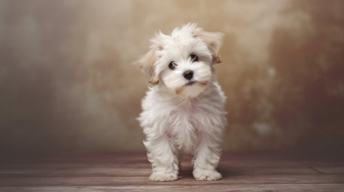 White Havachon puppy